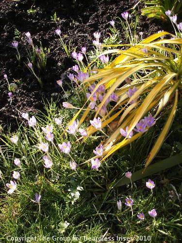 11 Crocus in the garden 